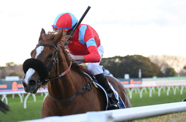 South of India has won five of six starts and saluted at Randwick - image Steve Hart 