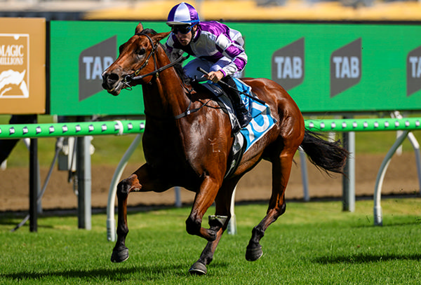 Spanish Treasure breaks his maiden in style - image Magic Millions