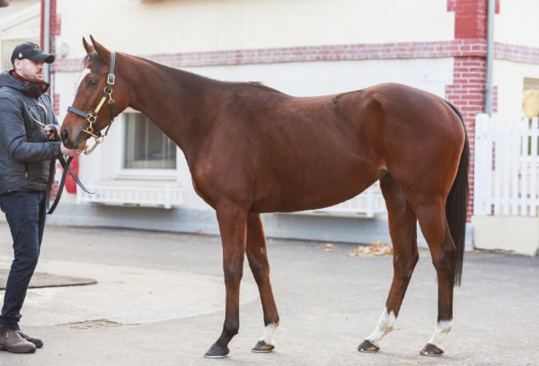 Sparkling Plenty sold for 5million euros.