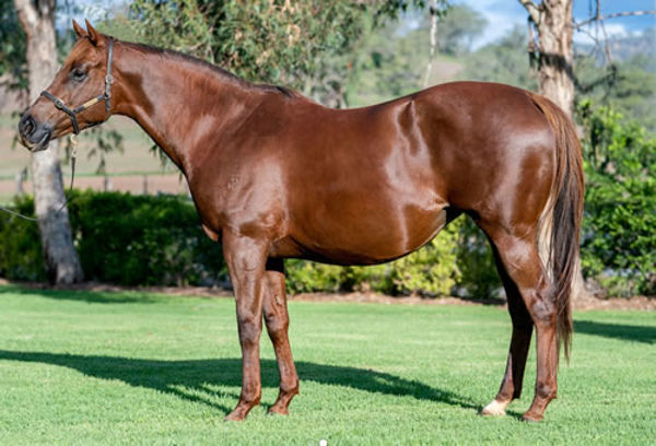 Srikandi was a $2million purchase from the 2019 Inglis Chairman's Sale.