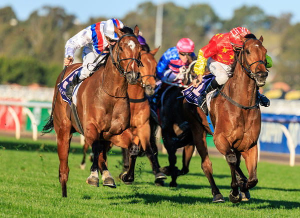 Star Patrol (white red and blue) is now a G2 winner with G1 goals this spring - image Grant Courtney