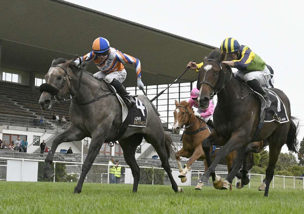 Star Shadow (outside) will contest the Listed Staphanos at Novara Park Champagne Stakes (1600m) at Pukekohe on Saturday.  Photo: Peter Rubery (Race Images Palmerston North)