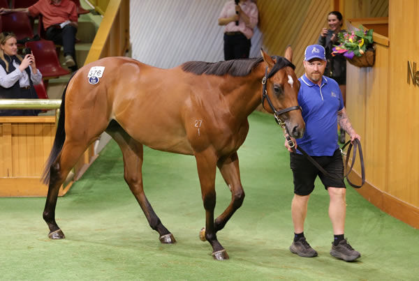 Record breaker, the $825,000 Star Turn colt from Commonwealth.