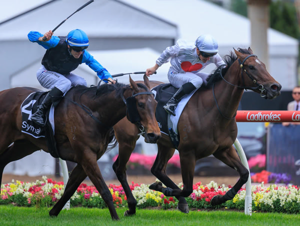 Stardom wins the Listed Crockett Stakes - image Grant Courtney