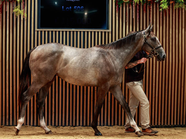 Starspangledbanner filly from Spanish Angel  - image Arqana / Zuzanna Lupa