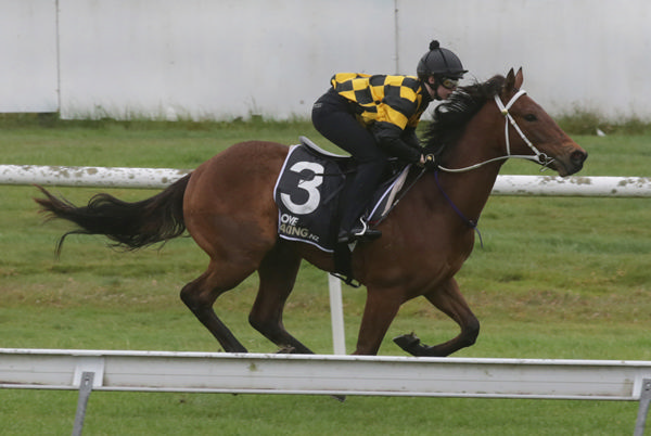 State Of Valour will step out on debut in the Tulloch Café 2YO (1000m) at Avondale on Wednesday.  Photo: Trish Dunell