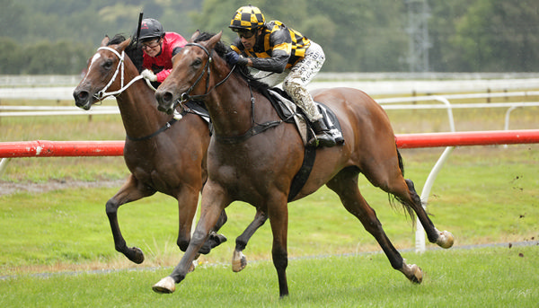 State The Obvious winning at Te Aroha on Saturday.  Photo: Kenton Wright (Race Images)
