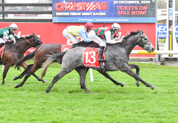 Statuario salutes at Cranbourne - image Pat Scala / Racing Photos