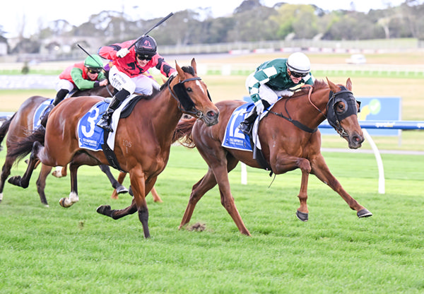 Steel Traback in the winning groove at Sandown - image Pat Scala / Racing Photos 