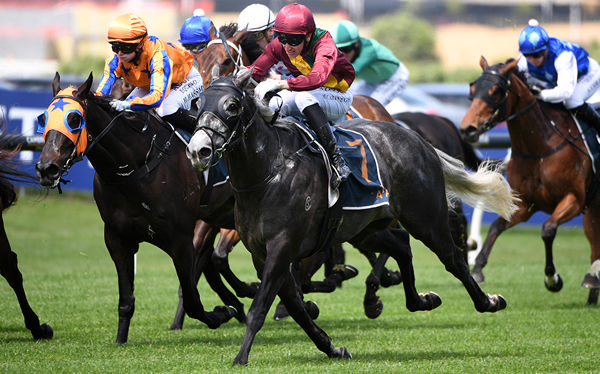 Steely Man winning the NZB Ready To Run Sale Trainers Series 1600 (1600m) at Ellerslie on Tuesday. Photo: Kenton Wright (Race Images)