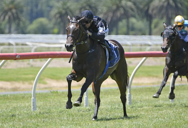 Stella Ma Bella winning at Te Aroha on Sunday. Photo: Kenton Wright (Race Images)
