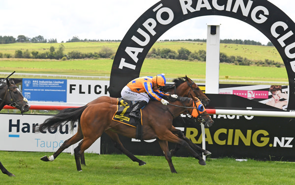 Stella Splendida winning at Taupo on Saturday.  Photo: Peter Rubery (Race Images Palmerston North)