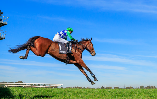 Stern Idol (IRE) and sky - image Grant Courtney