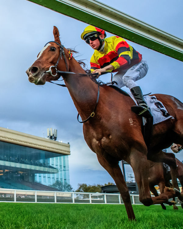 Dominant performance by Still A Star (image Grant Courtney)
