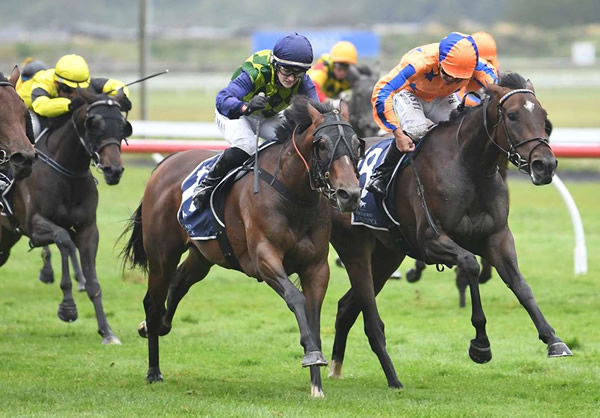 Striking filly Still Bangon fights hard to score in the Gr.3 Lawnmaster Eulogy Stakes (1600m) at Trentham on Saturday. Photo: Peter Rubery (Race Images Palmerston North)