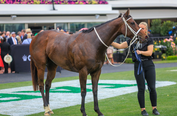 Stokke is the tenth SW for Rich Enuff - image Grant Courtney