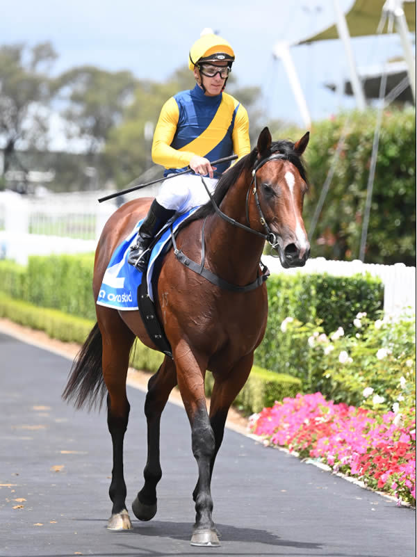 Storm Boy is headed to the Gold Coast for the Magic Millions 2YO Classic in January - image Steve Hart