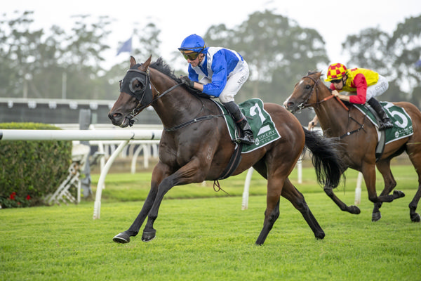 Straand Beauty is for sale on Magic Millions Digital - image Bradley Photos 
