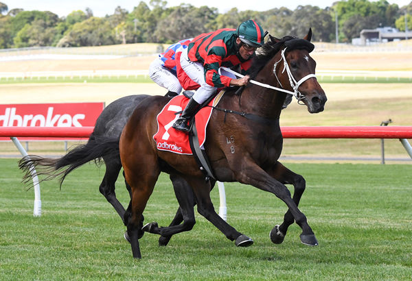 Straight Arron wins at Sandown - image Pat Scala / Racing Photos