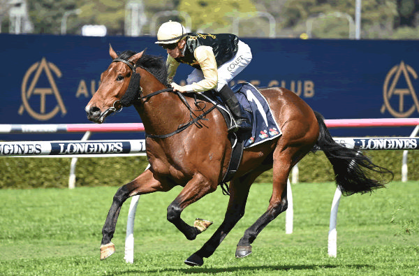 Strait Acer was sold by Vinery as an Inglis Weanling for $20,000 in 2020 and has won $1.3million! -image Steve Hart