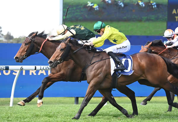 Strait Acer on the inside can't be run down at Rosehill - image Steve Hart 