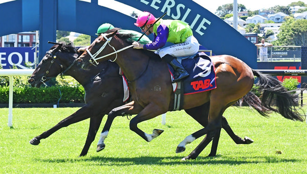 First starters Stromlinien and Singletary fight out the finish of the Stella Artois 1200 at Ellerslie on Sunday. Photo: Kenton Wright (Race Images)