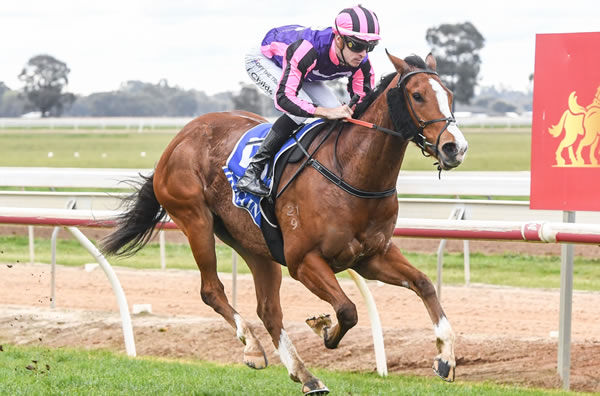 Struck Gold was a strong winner at Echuca on Friday Photo: Brett Holburt-Racing Photos