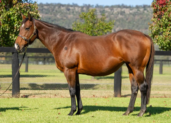 Subtitle has been bought to visit Jacquinot this spring at Widden Stud. 