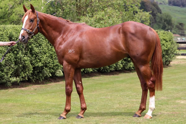 Sulek was a $70,000 K1 yearling purchase that made $420,000 at the NZB Ready to Run Sale.