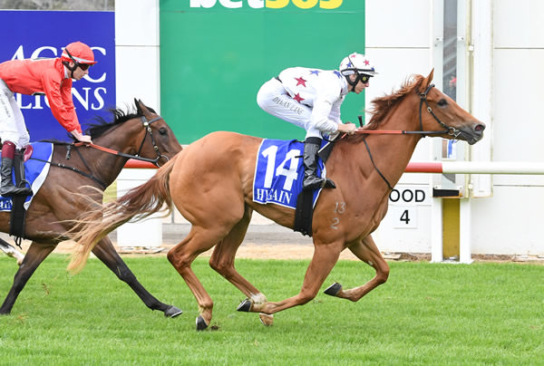 Sunlit Serenade wins at Seymour - image Brett Holburt / Racing Photos