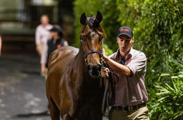 Sunshine in Paris was the second highest priced mare sold on Tuesday - image MM  