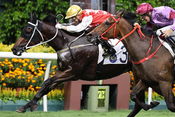 Superb Capitalist has won three of seven starts - image HKJC