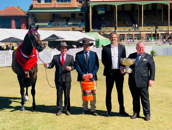 I Am Invincible stallion Supercharge takes the top prize for led thoroughbred. 