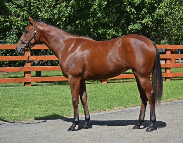 Supreme Idea as a yearling