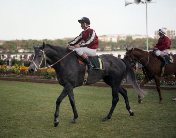 Kiwi bred Surround was the Australian Horse of the Year in 1976/77.