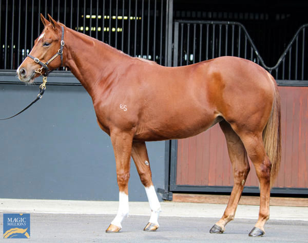 Sweet Fantasy a $35,000 Magic Millions National sale yearling