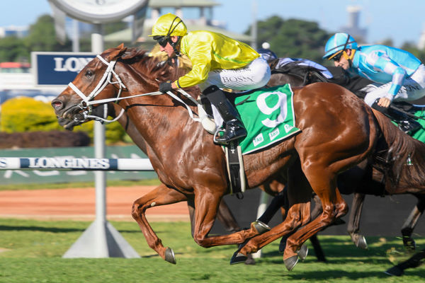 Sweet Scandal opens her stakes account image Steve Hart