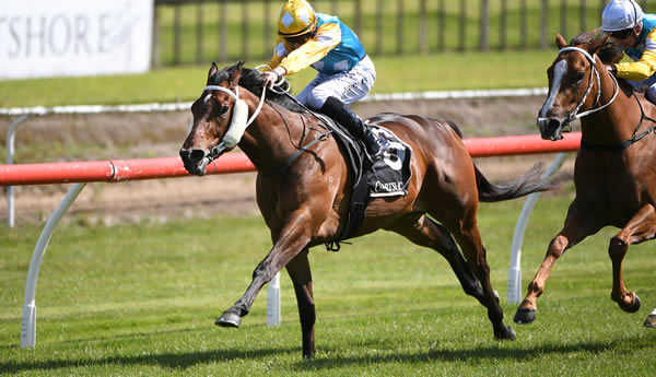Swiss Prince winning the Gr.2 James and Annie Sarten Memorial (1400m) at Tauranga on Saturday. Photo: Kenton Wright (Race Images)