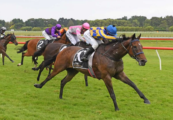 Sword In Stone makes a winning return to New Zealand in the New World Otaki Handicap (1600m) on Boxing Day.  Photo: Peter Rubery (Race Images Palmerston North) 