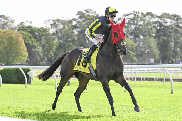 Sylph will run in the Yulong slot on the $3million Magic Millions Sunlight  - image Bradley Photos