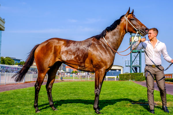 Sylvia's Mother the 98th stakes-winner for Snitzel - images Grant Courtney