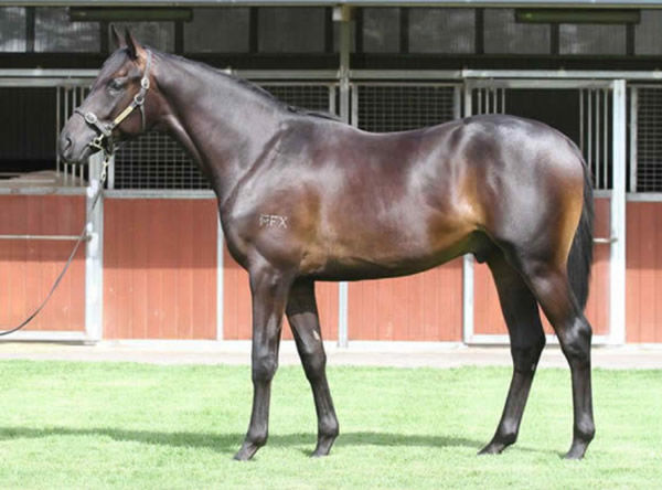 Sytus was a $155,00 yearling, whose uncle is the 2008 Melbourne Cup winner Viewed!