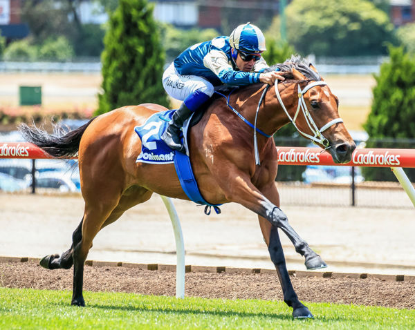 Tagaloa may have earned a trip to the Magic Millions - image Grant Courtney