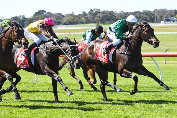 Tajneed wins at Sandown on debut - image Pat Scala / Racing Photos