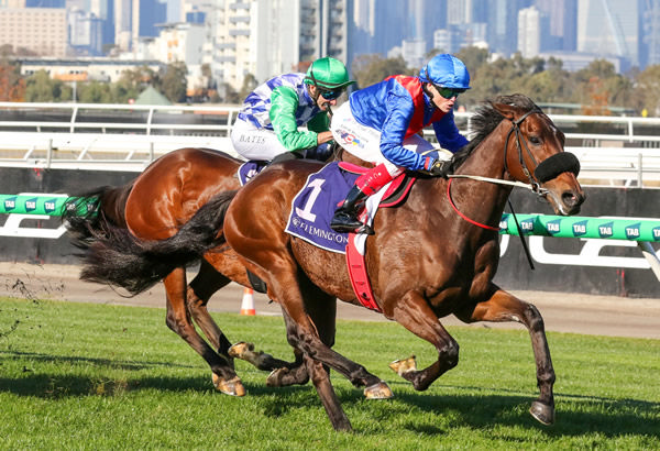 Taken makes it four straight with a strong win in the Rod Johnson Handicap at Flemington. Photo: Bruno Cannatelli