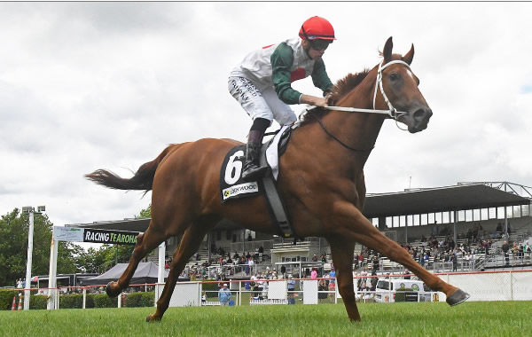 Tale Of The Gypsy winning Saturday's MDN 2YO (1000m) at Te Aroha.   Photo: Kenton Wright (Race Images)