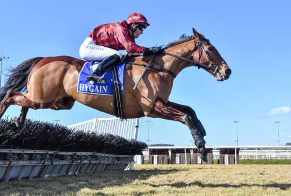 Tallyho Twinkletoe  - image Natasha Morello - Racing Photos