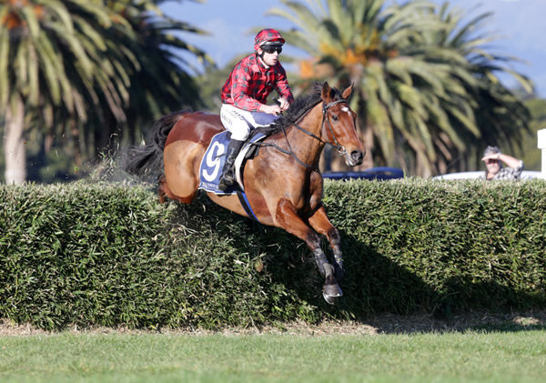 Top jumper Tallyho Twinkletoe will begin his Australian campaign at Pakenham on Sunday. Photo: Trish Dunell