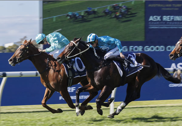 Taormina wins again at Rosehill - image Steve Hart.