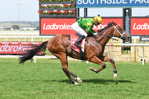 First Stakes Success For (yo Gelding Taramansour - Image Brett Holburt/Racing Photos